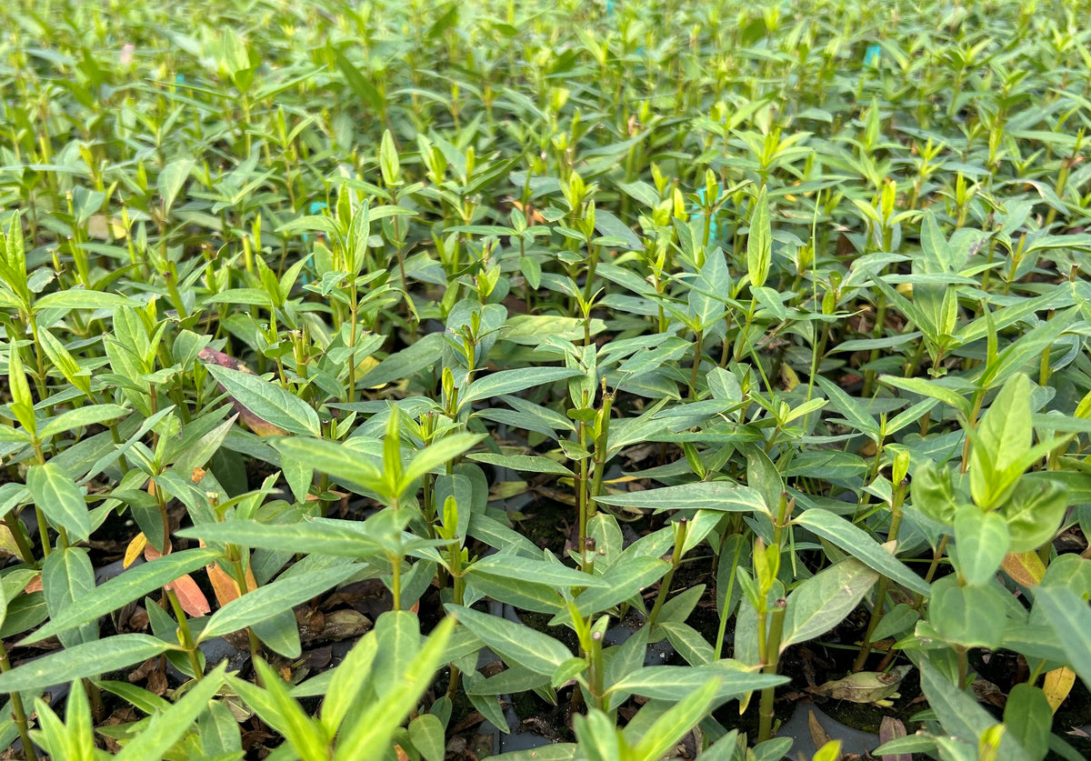 Asclepias incarnata (Swamp Milkweed)
