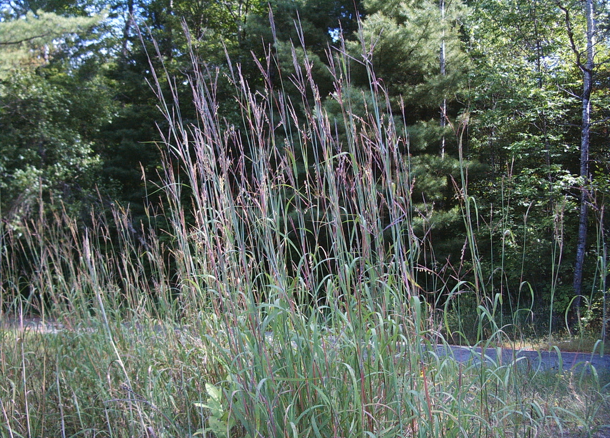 Andropogon gerardii (Big Bluestem)