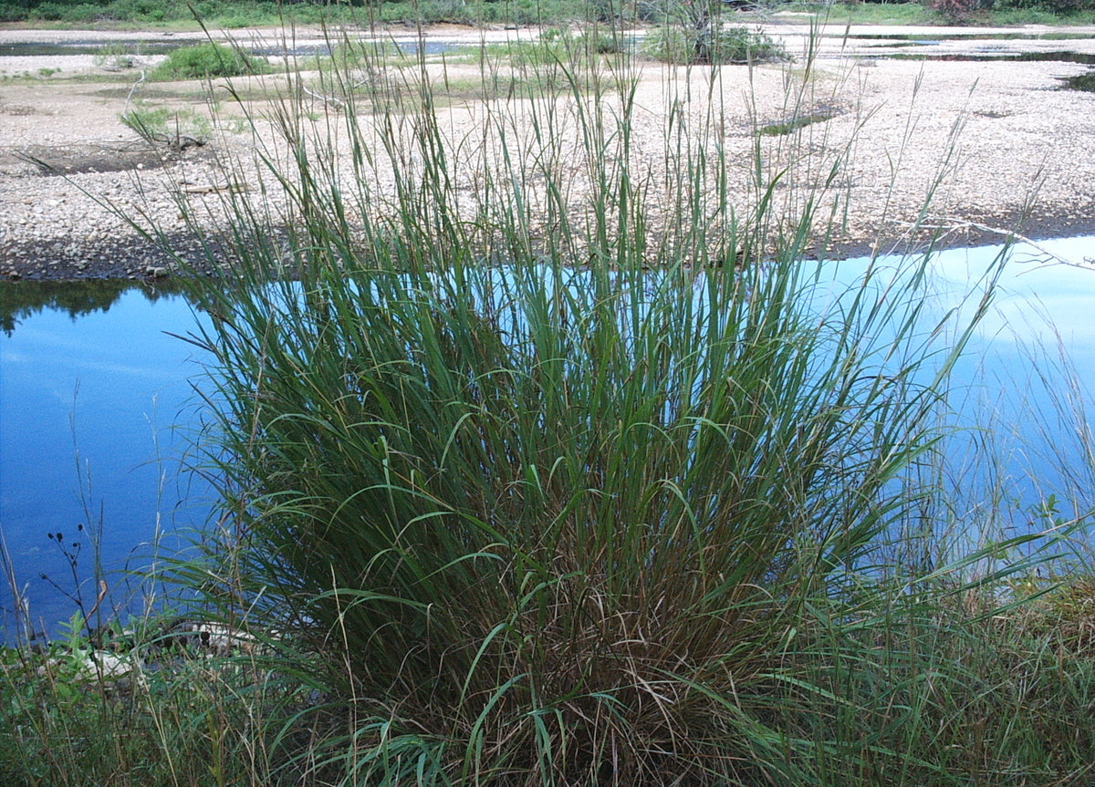 Andropogon gerardii (Big Bluestem)