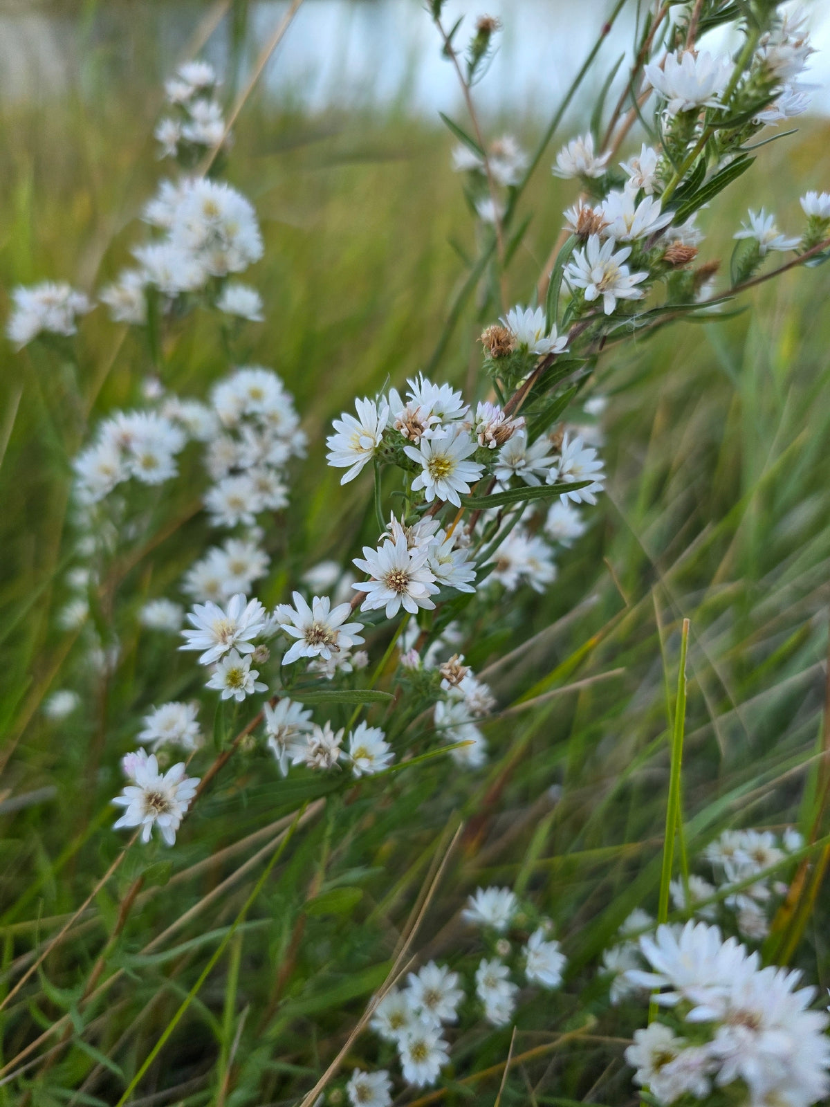 Symphyotrichum ericoides (Heath Aster)
