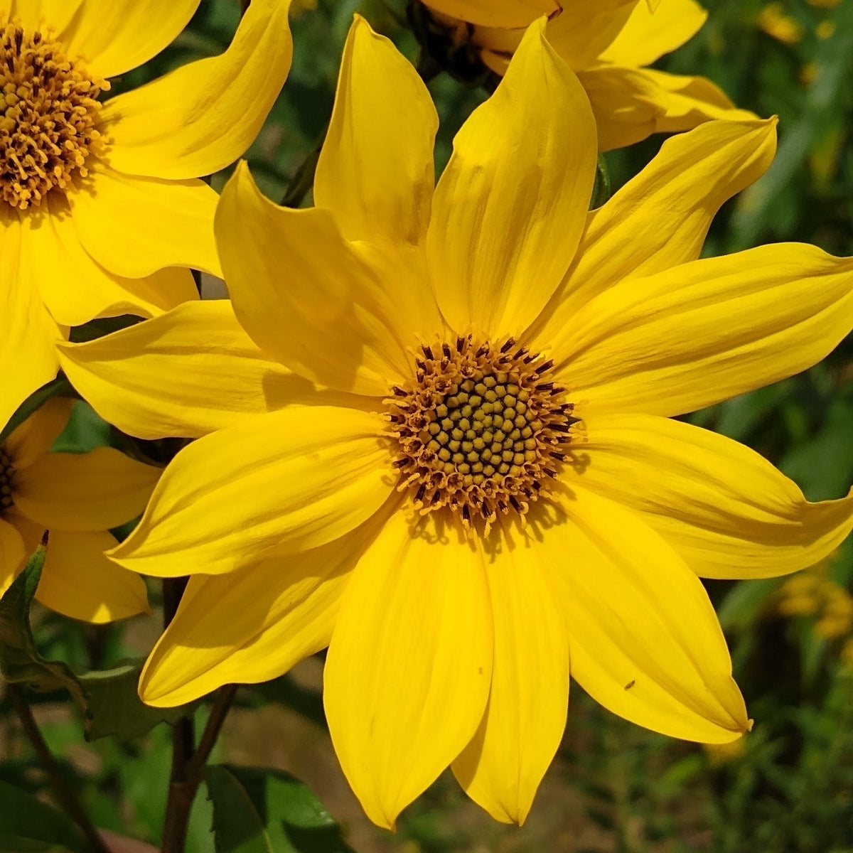 Helianthus giganteus (Giant Sunflower)