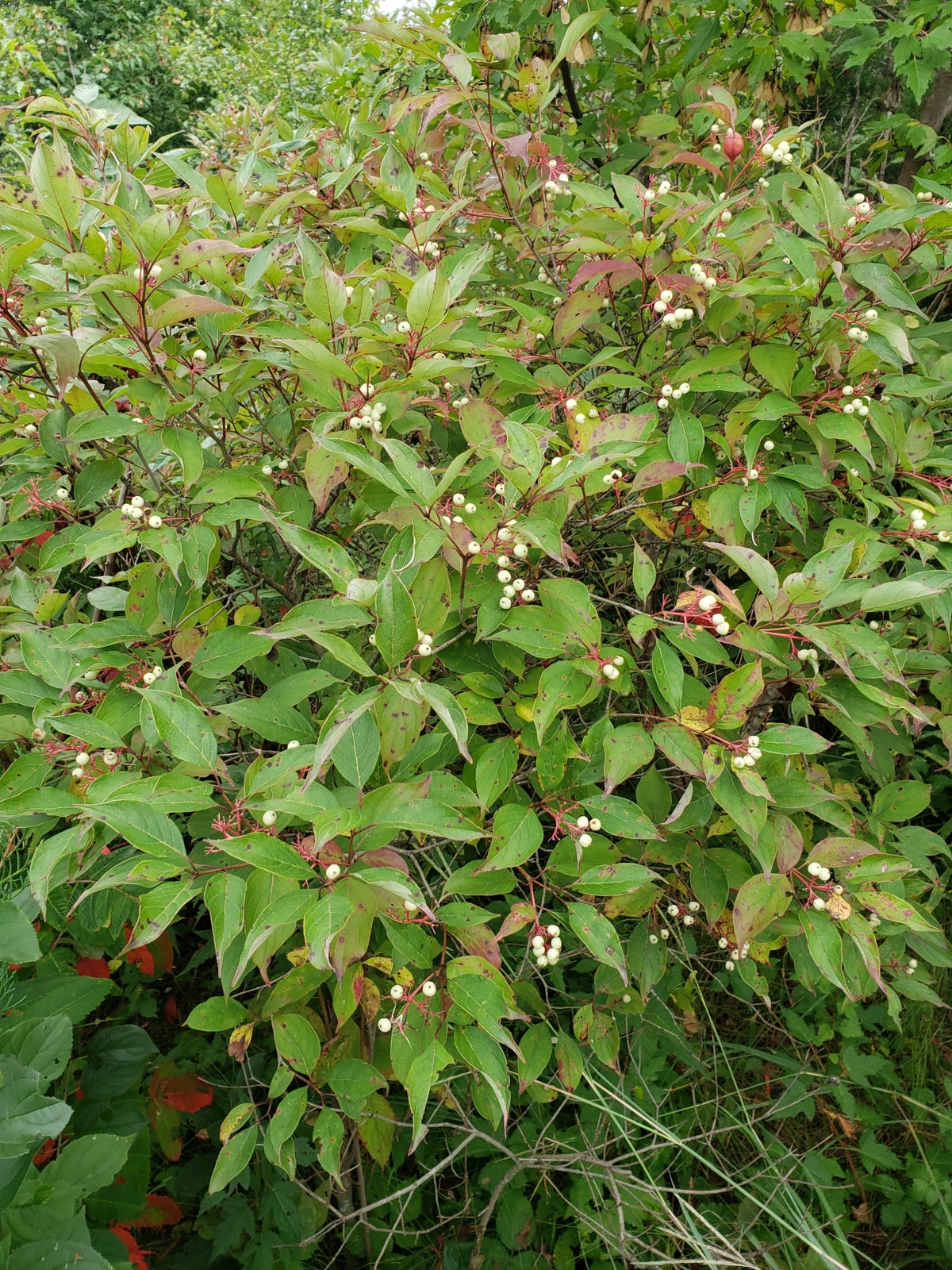 Cornus racemosa (Gray Dogwood)