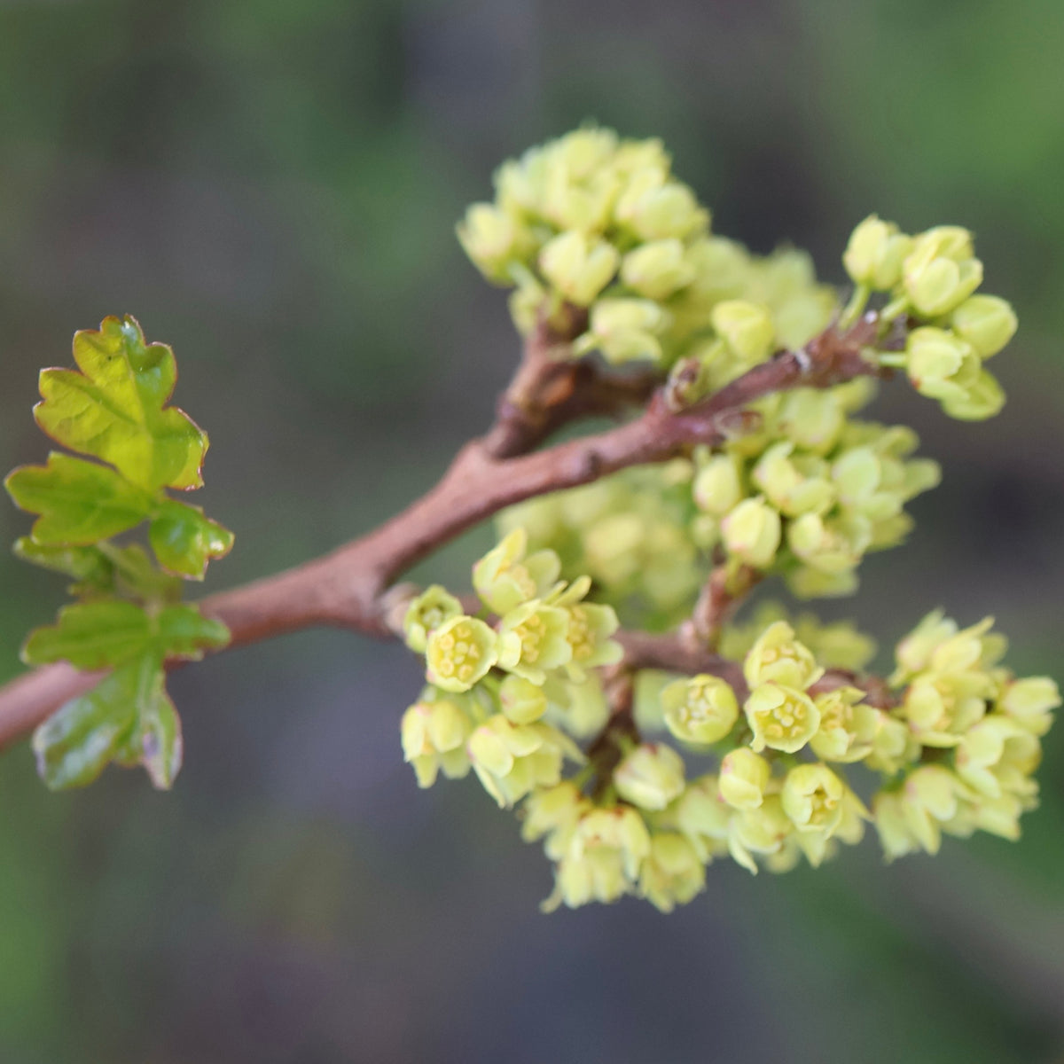 Rhus aromatica (Fragrant Sumac)