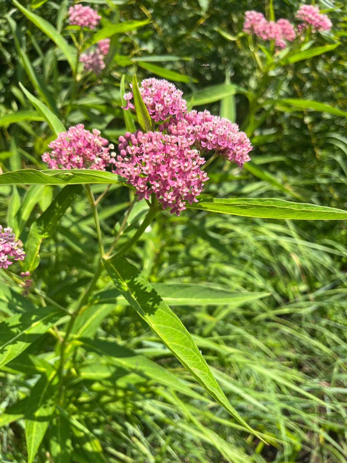 Asclepias incarnata (Swamp Milkweed)