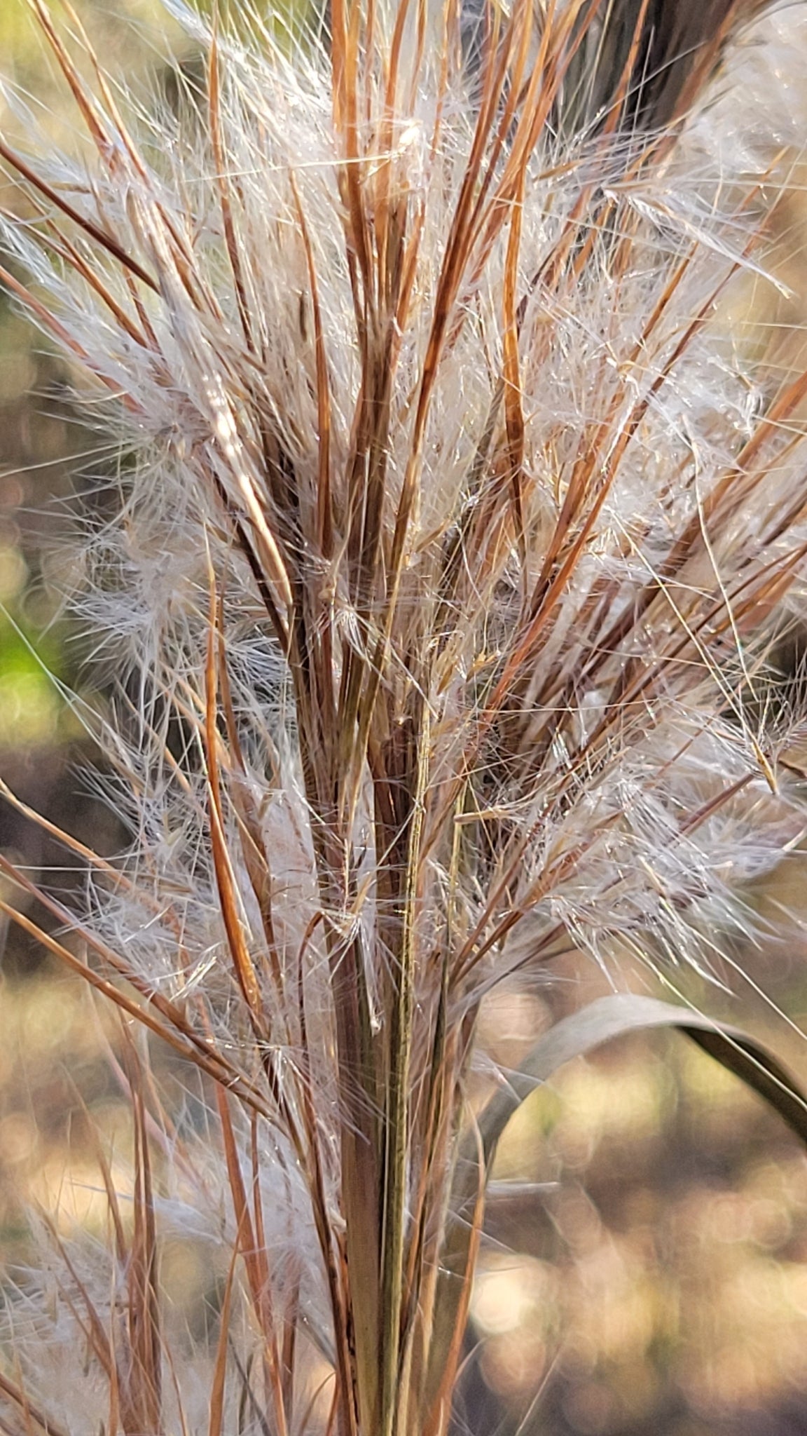 Andropogon glomeratus (Bushy Beardgrass)