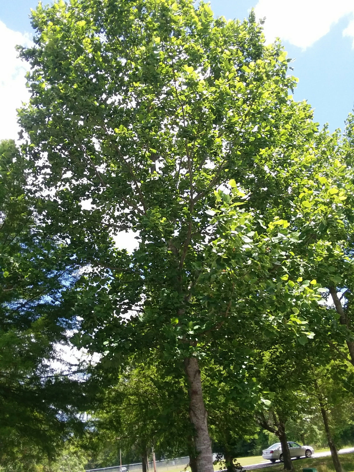 Liriodendron tulipifera (Tulip Poplar)