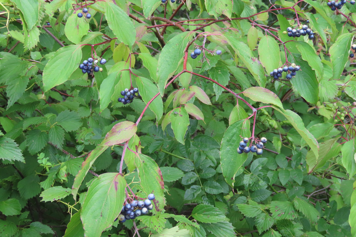 Cornus amomum (Silky Dogwood)