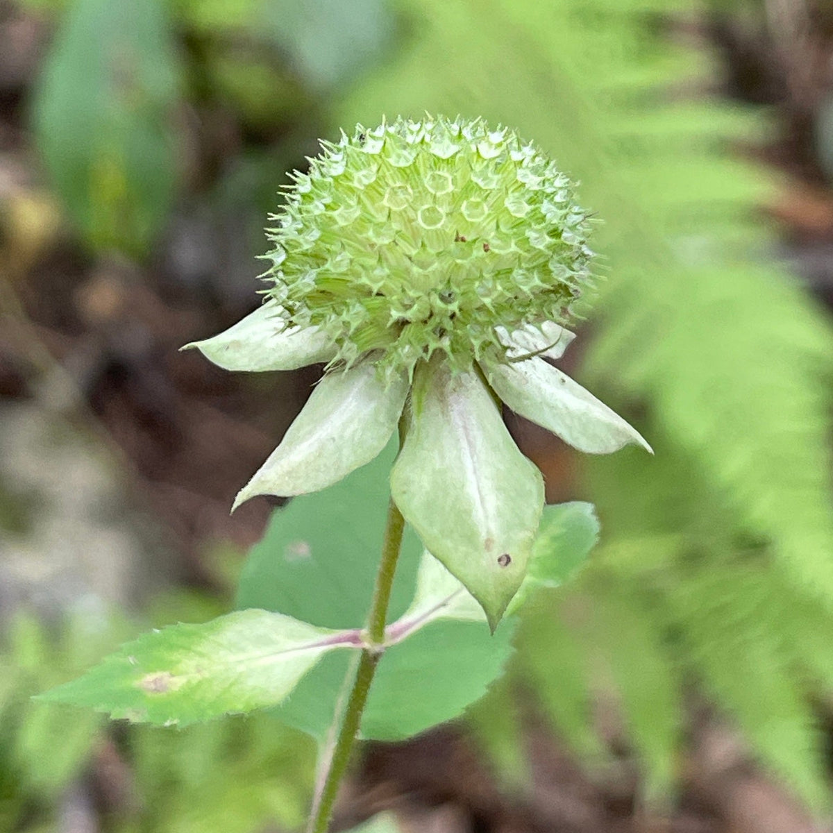 Monarda clinopodia (Basil Beebalm)