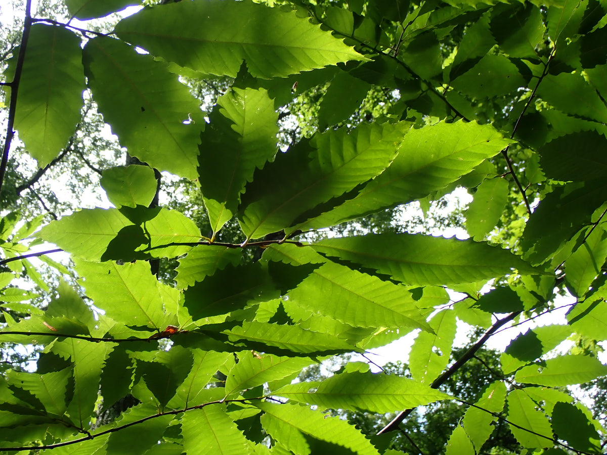 Castanea dentata (American Chestnut)