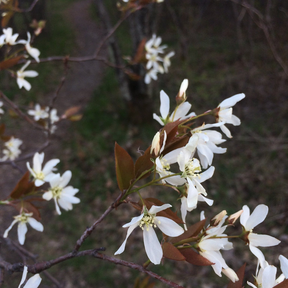 Amelanchier laevis (Allegheny Serviceberry)