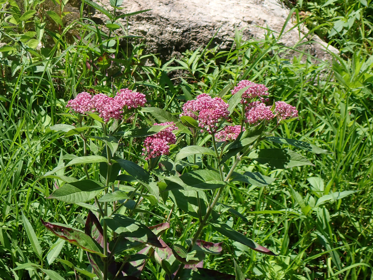 Asclepias incarnata (Swamp Milkweed)