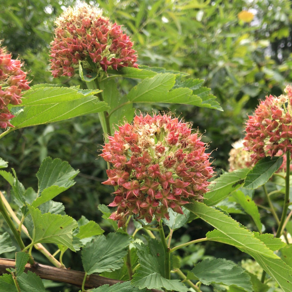 Physocarpus opulifolius (Ninebark)