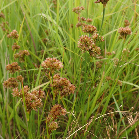 Juncus canadensis (Canada Rush)