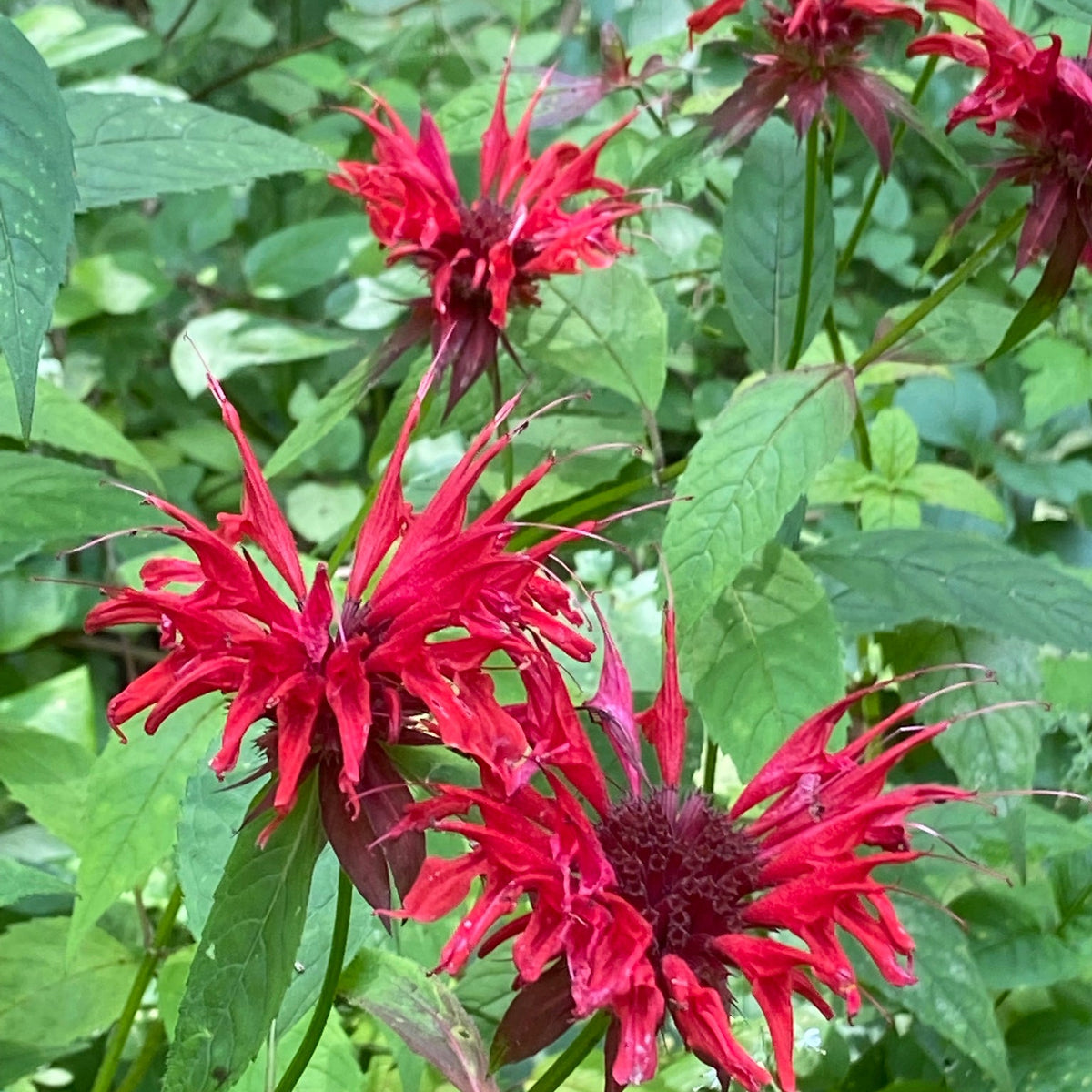 Monarda didyma (Scarlet Beebalm)