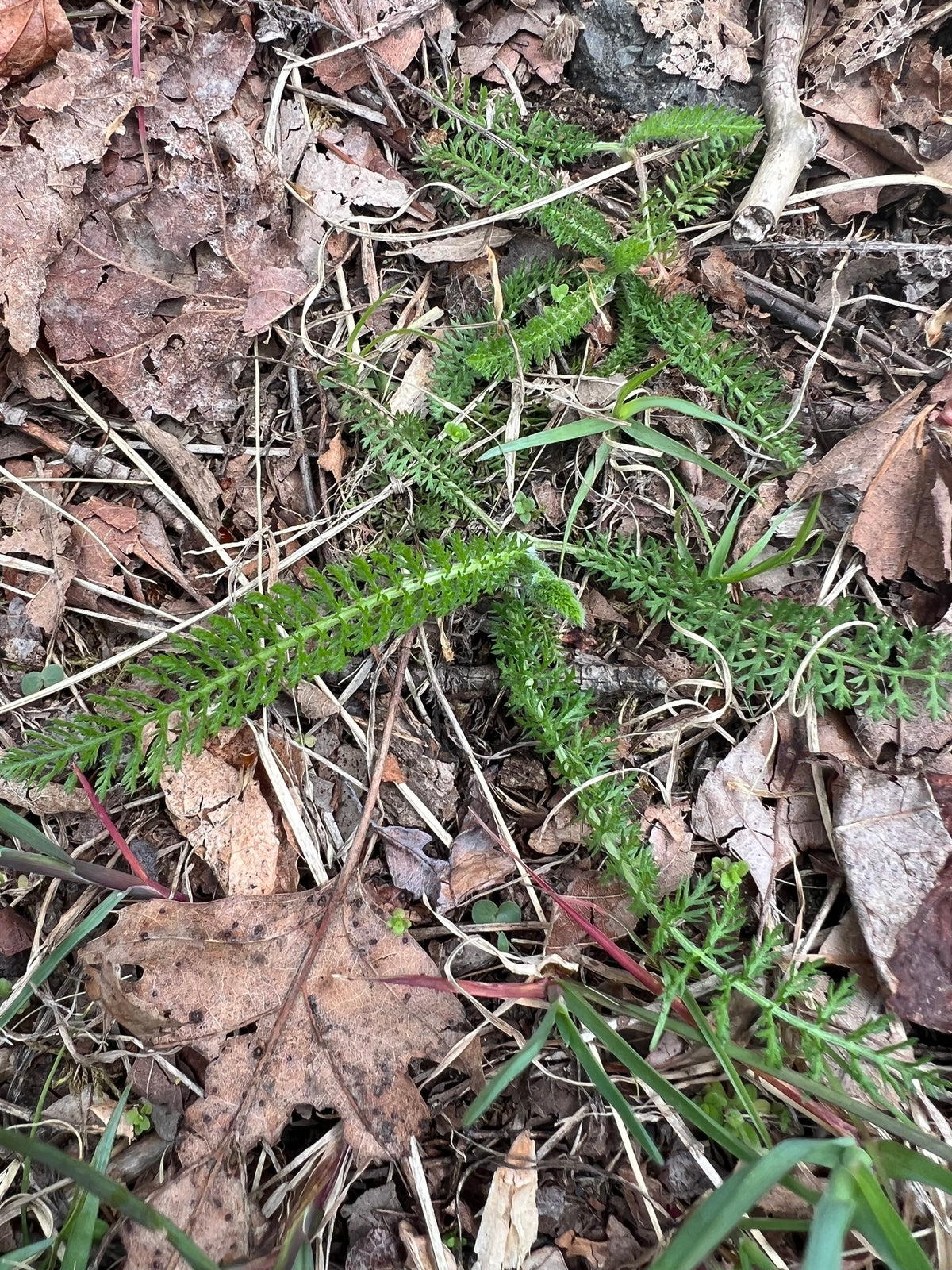Achillea millefolium (Common Yarrow)