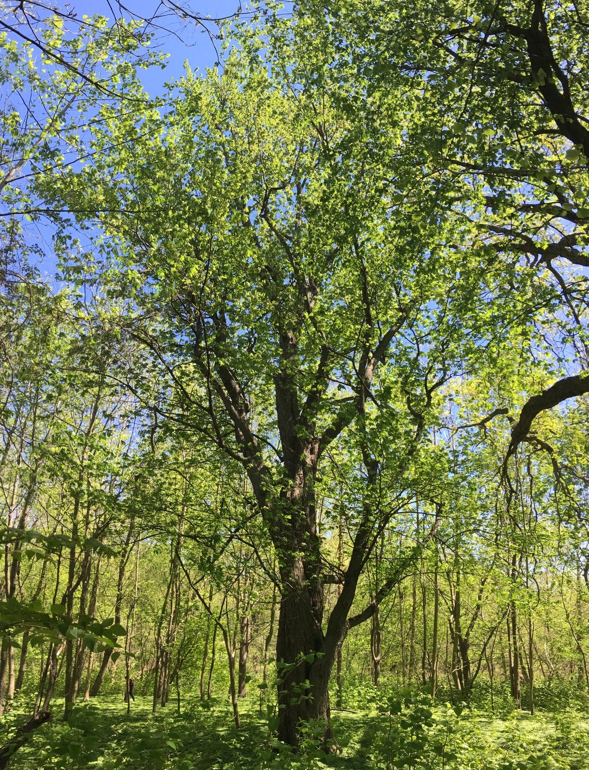 Acer saccharinum (Silver Maple)