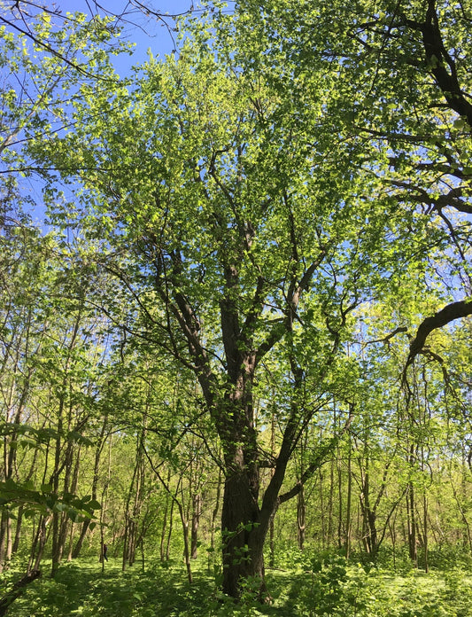 Acer saccharinum (Silver Maple)