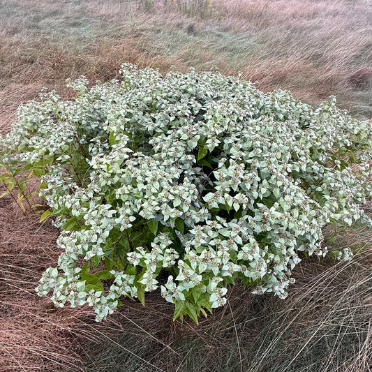 Pycnanthemum muticum (Broad-Leaved Mountain-Mint)