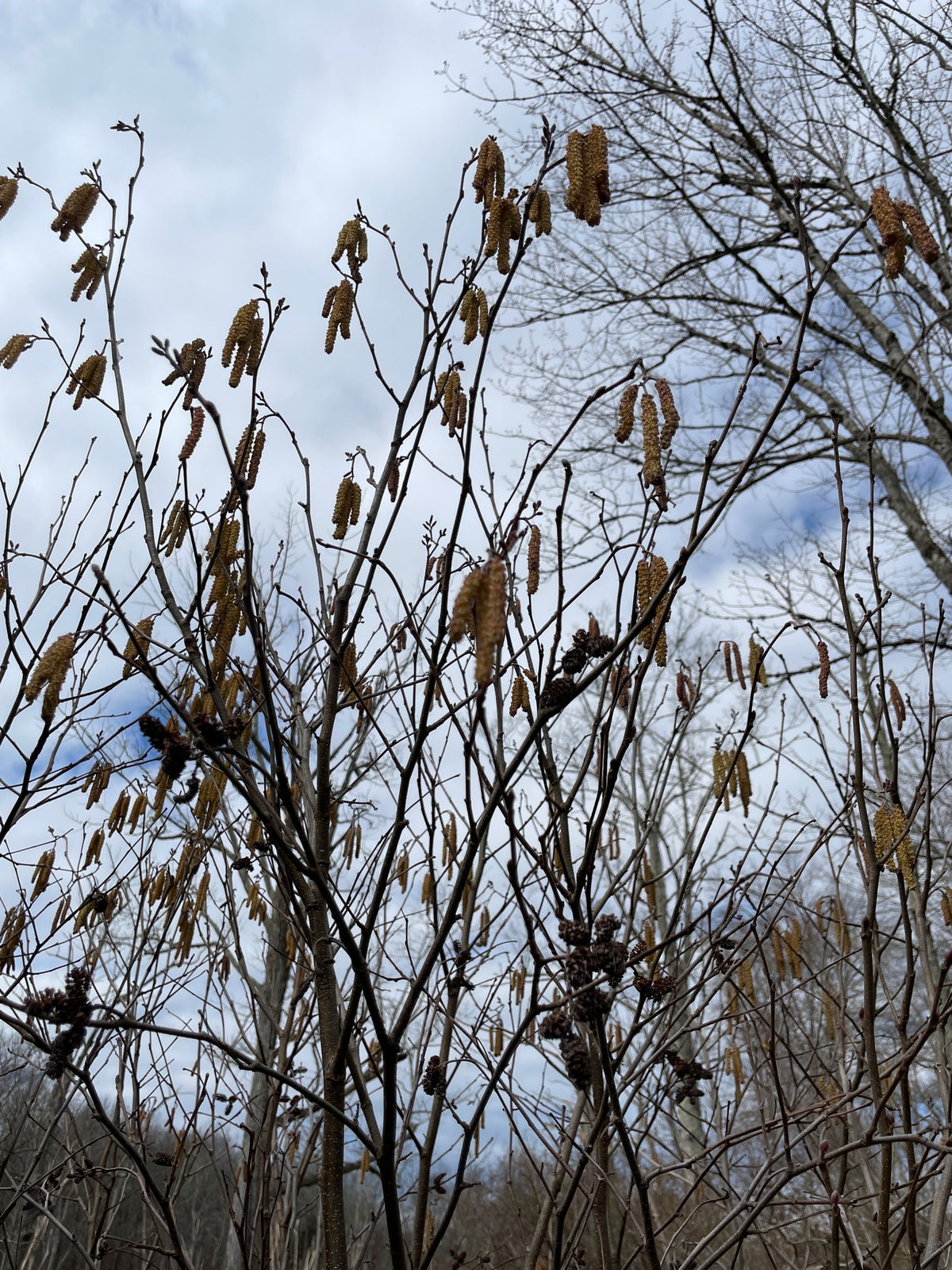 Alnus serrulata (Smooth Alder)