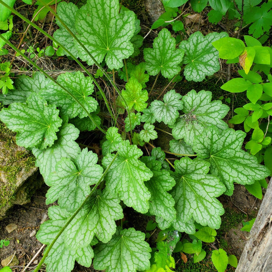Heuchera americana (Common Alum-Root)