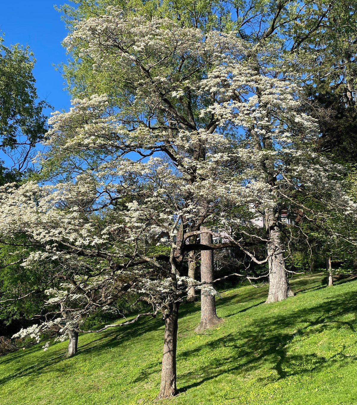 Cornus florida (Flowering Dogwood)