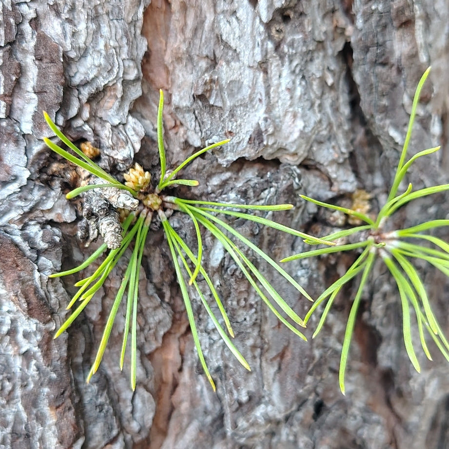 Pinus rigida (Pitch Pine)