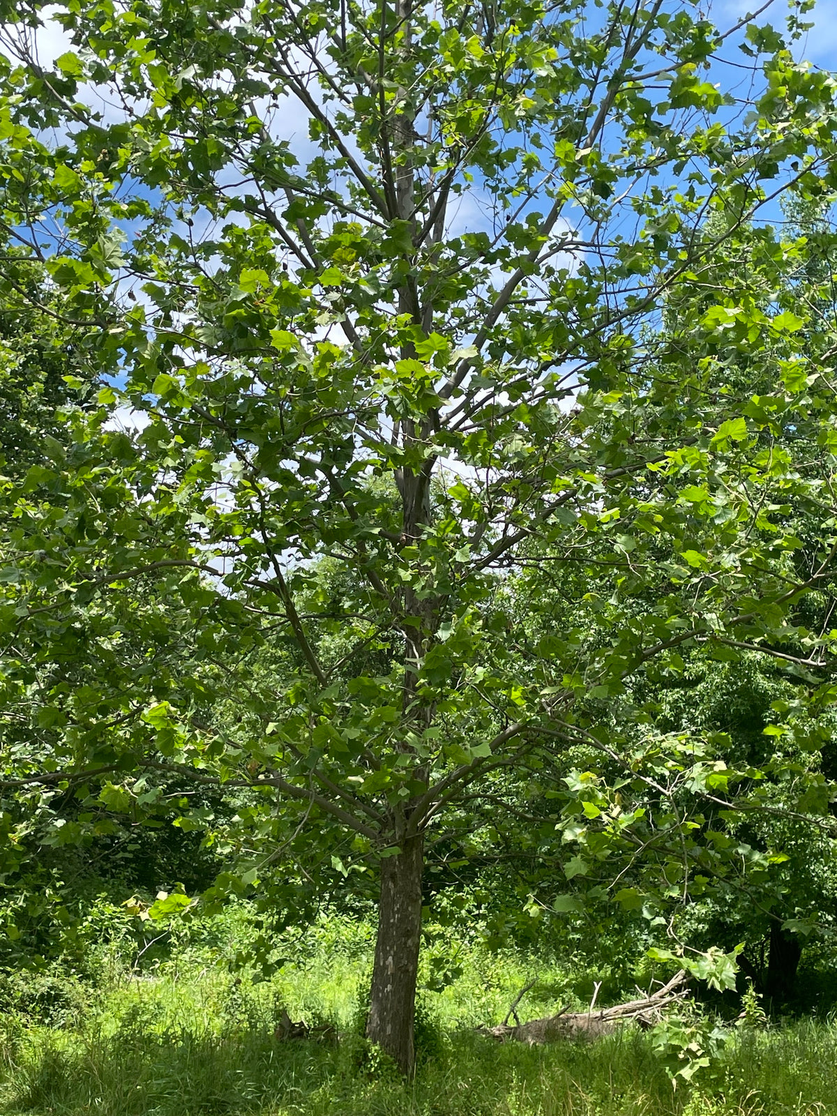 Platanus occidentalis (Sycamore)