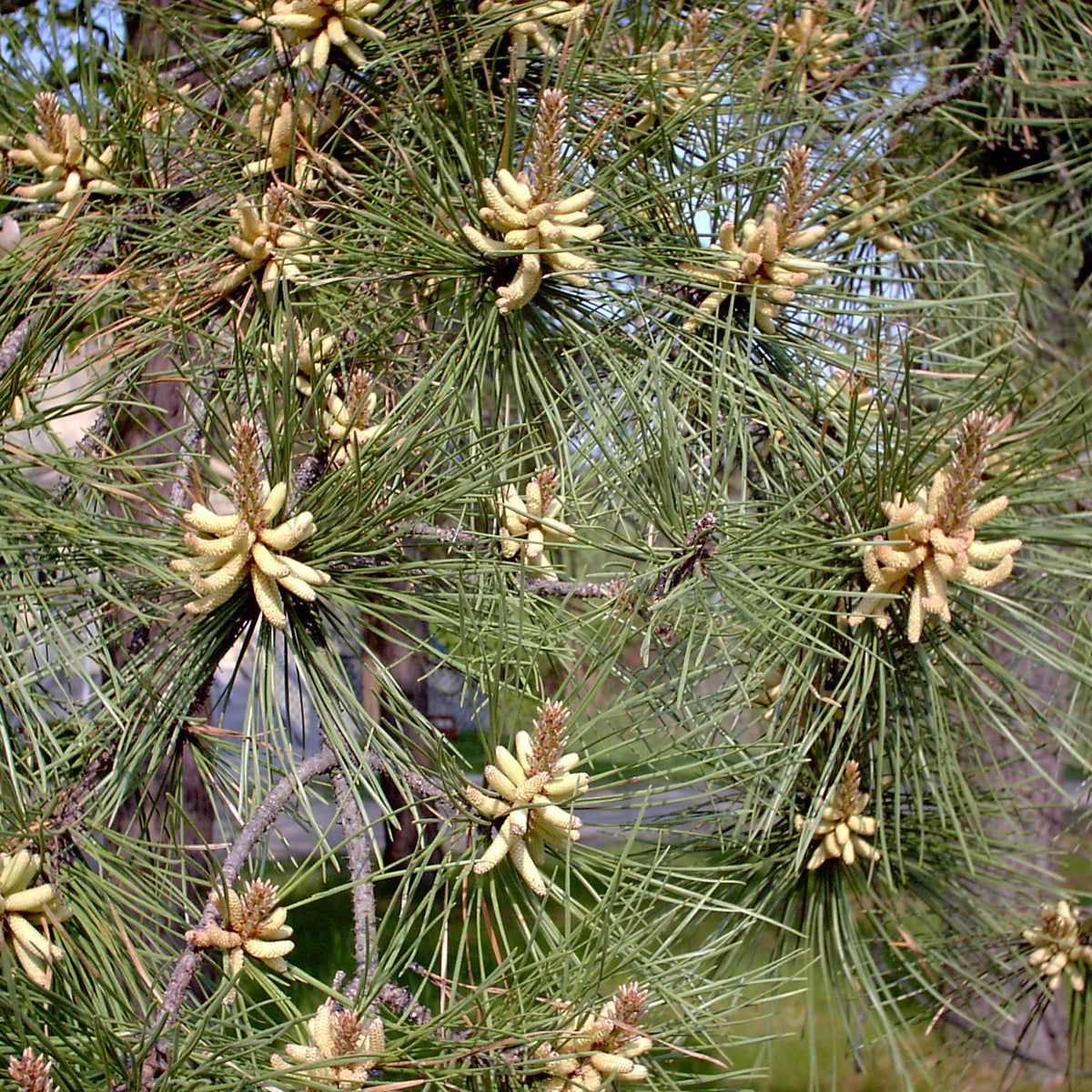 Pinus rigida (Pitch Pine)