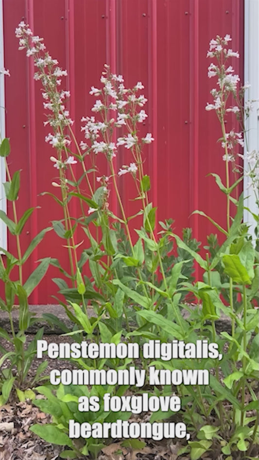 Penstemon hirsutus (Hairy Beardtongue)