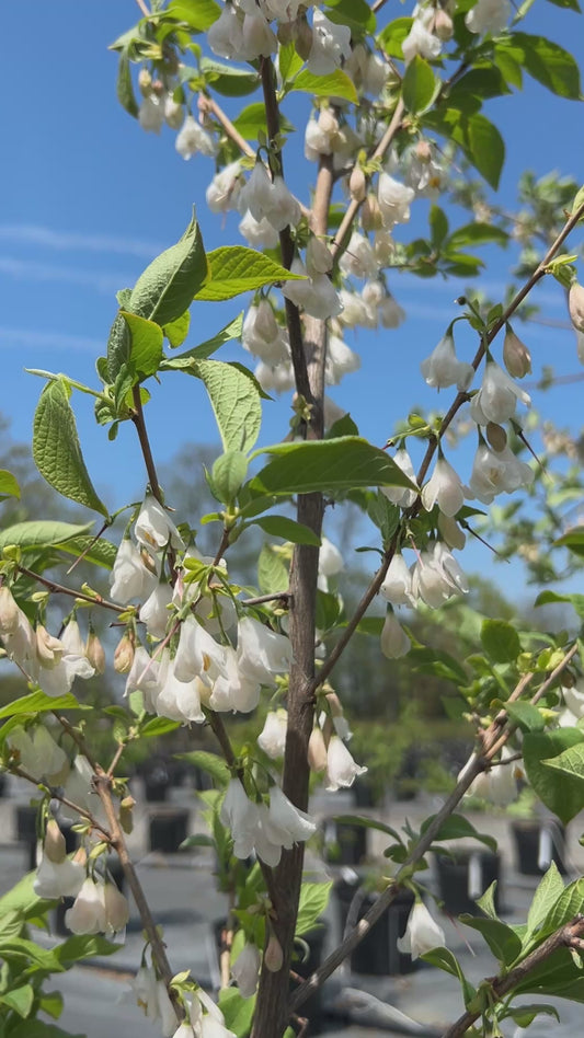 Chionanthus virginicus (Fringetree)