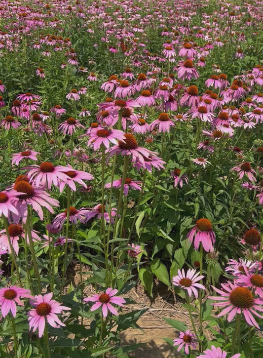 Echinacea purpurea (Purple Coneflower)
