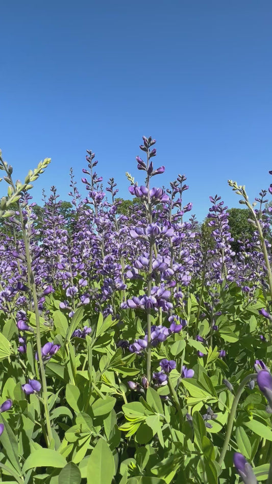 Baptisia australis (Blue Wild Indigo)