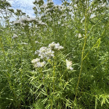 922: Low Grow Shade Tolerant Upland Mix