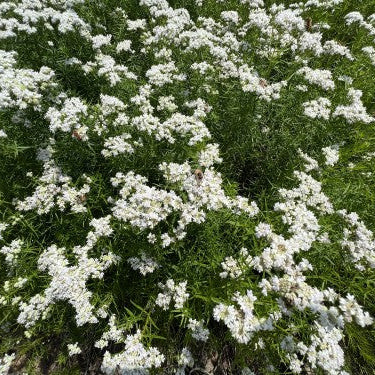 103: Northeast Wildflower Mix