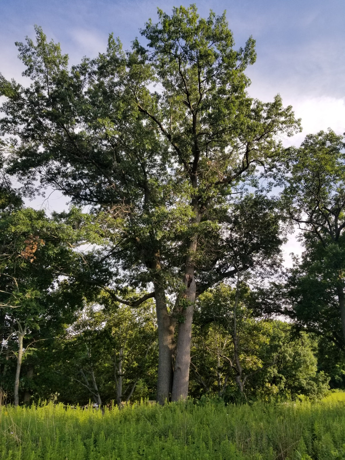 Quercus velutina (Black Oak)