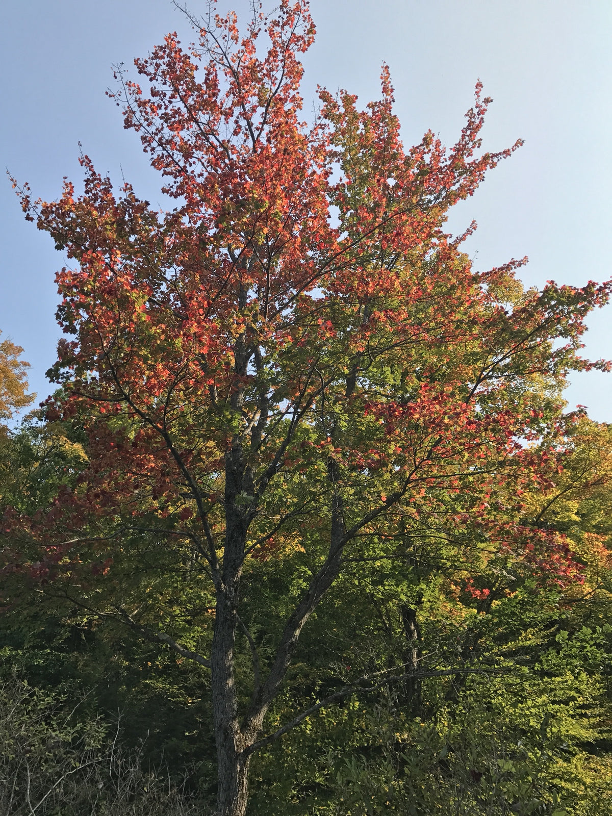 Acer rubrum (Red Maple)