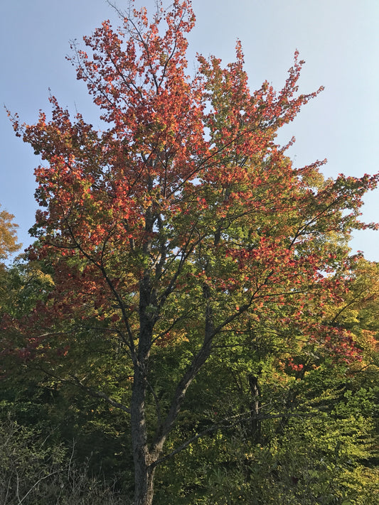 Acer rubrum (Red Maple)