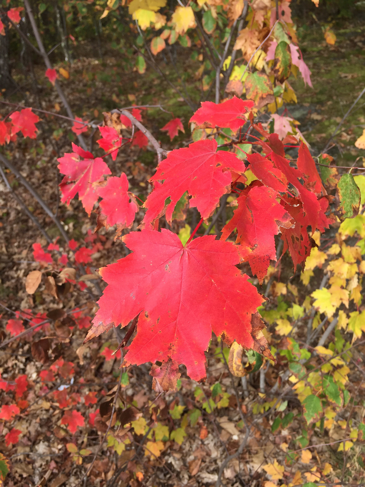 Acer rubrum (Red Maple)