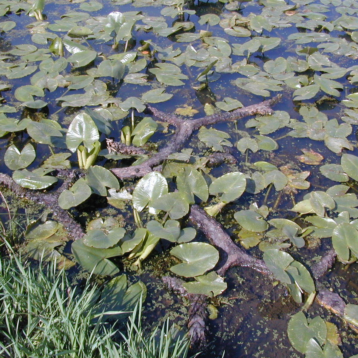Nuphar lutea (Spatterdock)