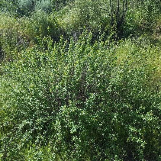 Rhus aromatica (Fragrant Sumac)