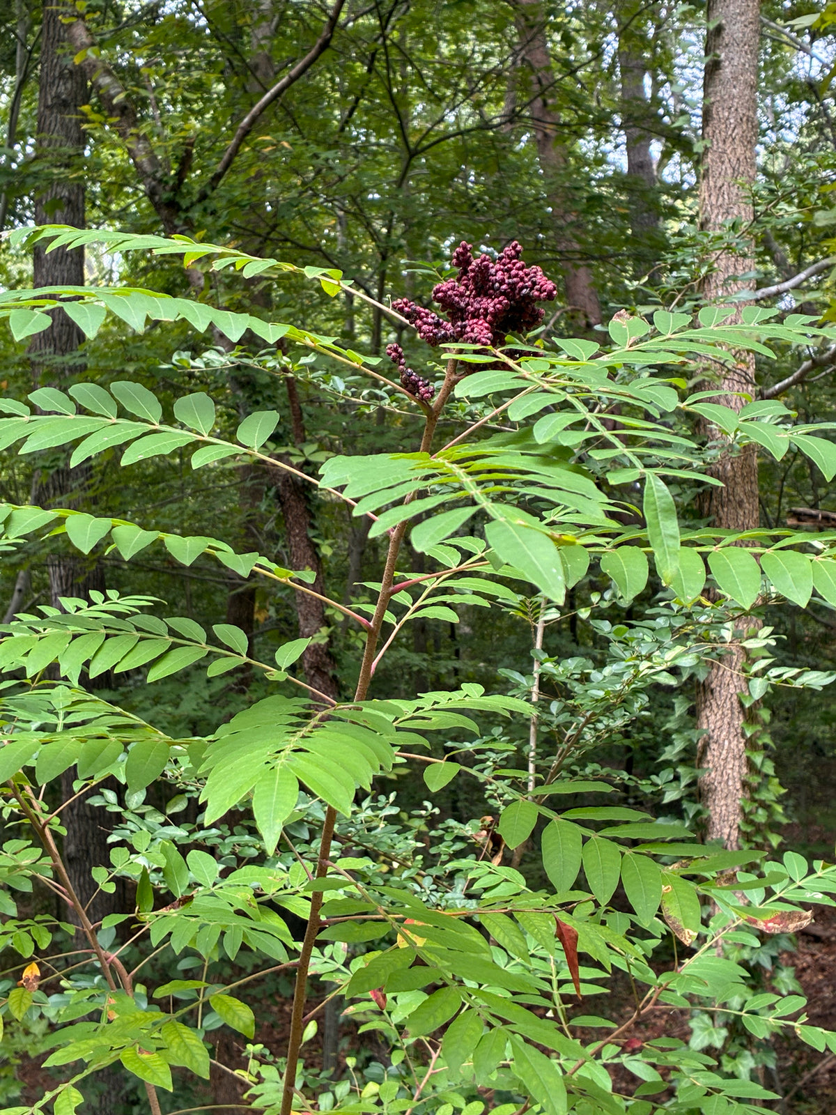 Rhus copallinum (Winged Sumac)