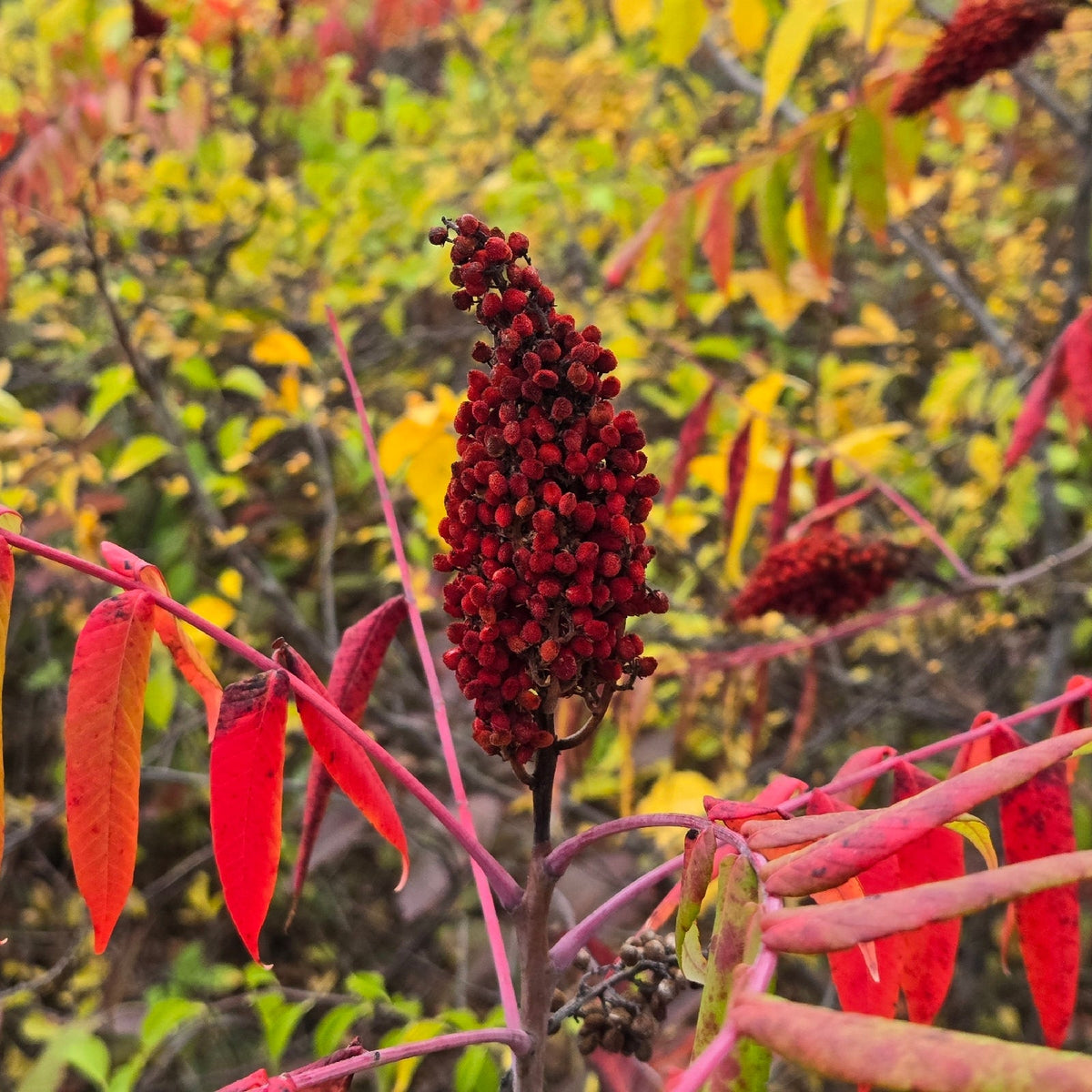 Rhus glabra (Smooth Sumac)