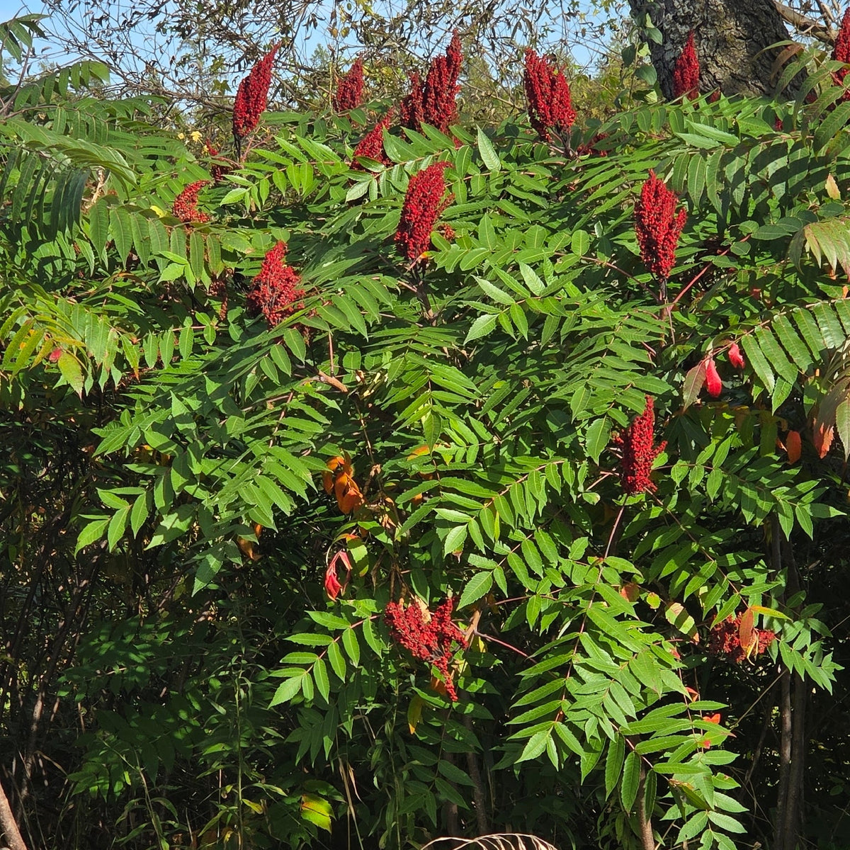 Rhus glabra (Smooth Sumac)