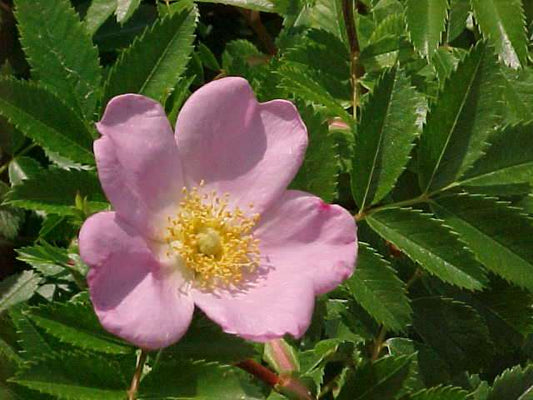 Rosa carolina (Pasture Rose)