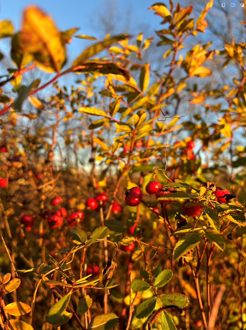 Rosa carolina (Pasture Rose)