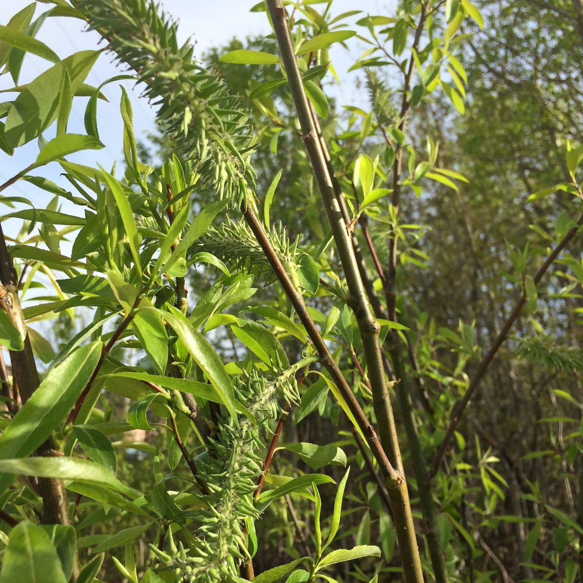 Salix discolor (Pussy Willow)