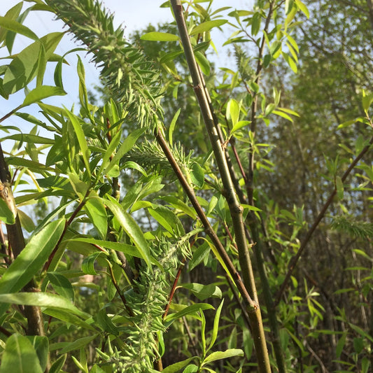 Salix discolor (Pussy Willow)