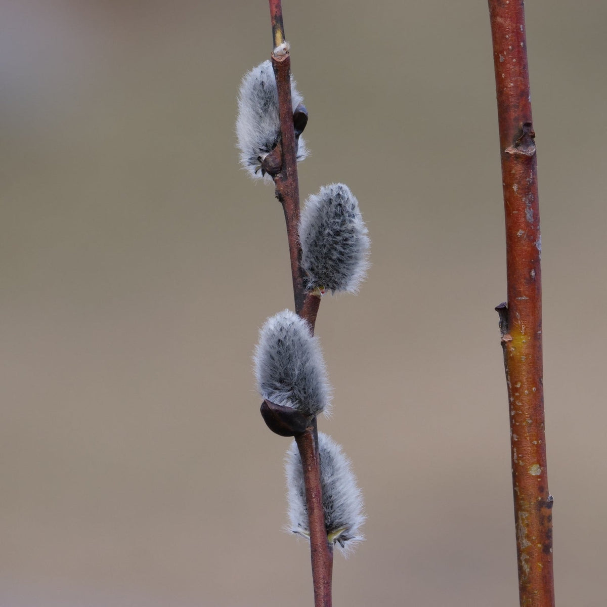 Salix discolor (Pussy Willow)