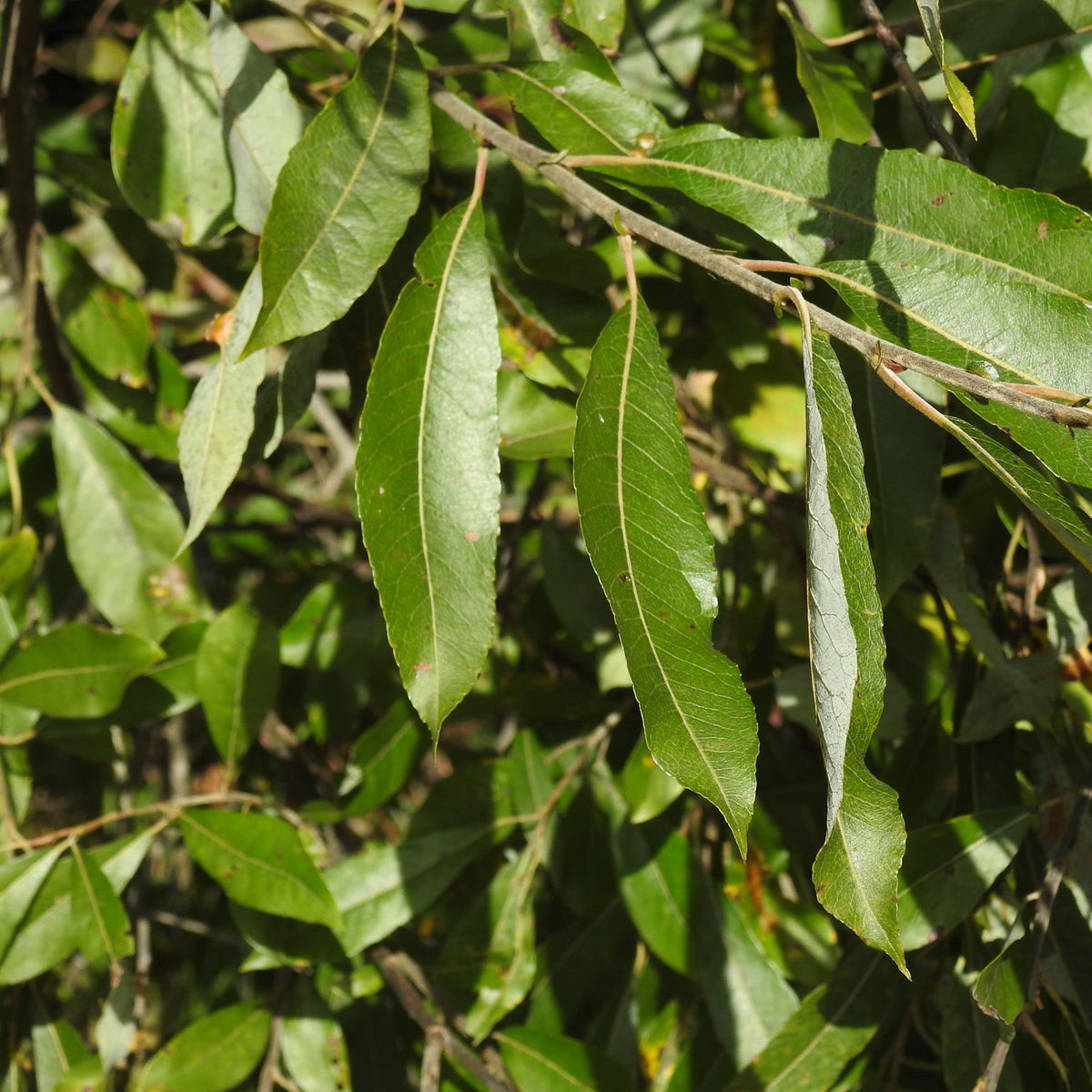 Salix discolor (Pussy Willow)