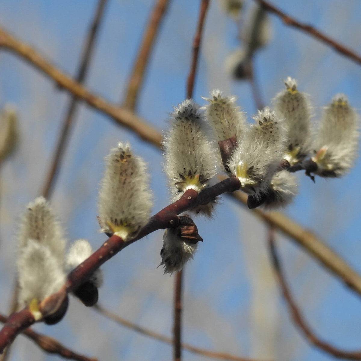 Salix discolor (Pussy Willow)
